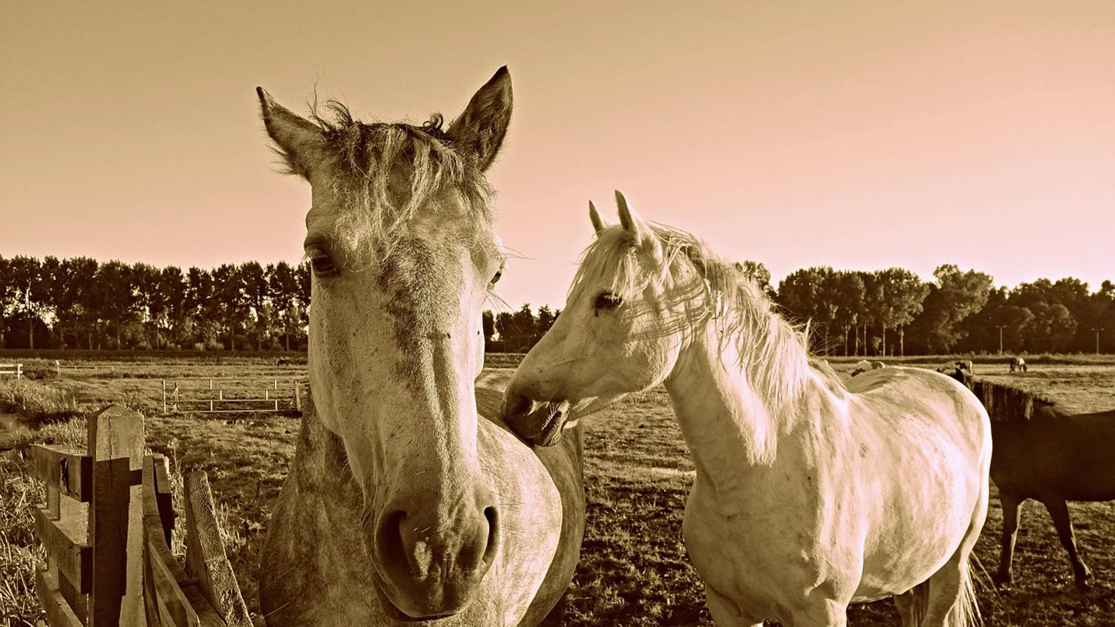 Cribbing in Horses: Causes, Health Effects, and What Helps
