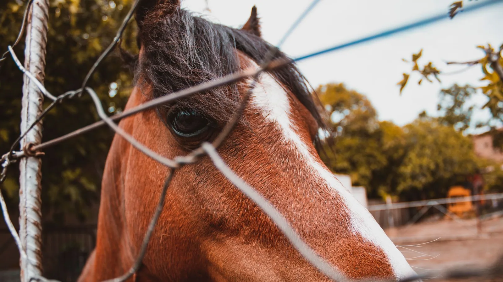 Brown horse with white blaze, close-up in a farm setting in South Africa