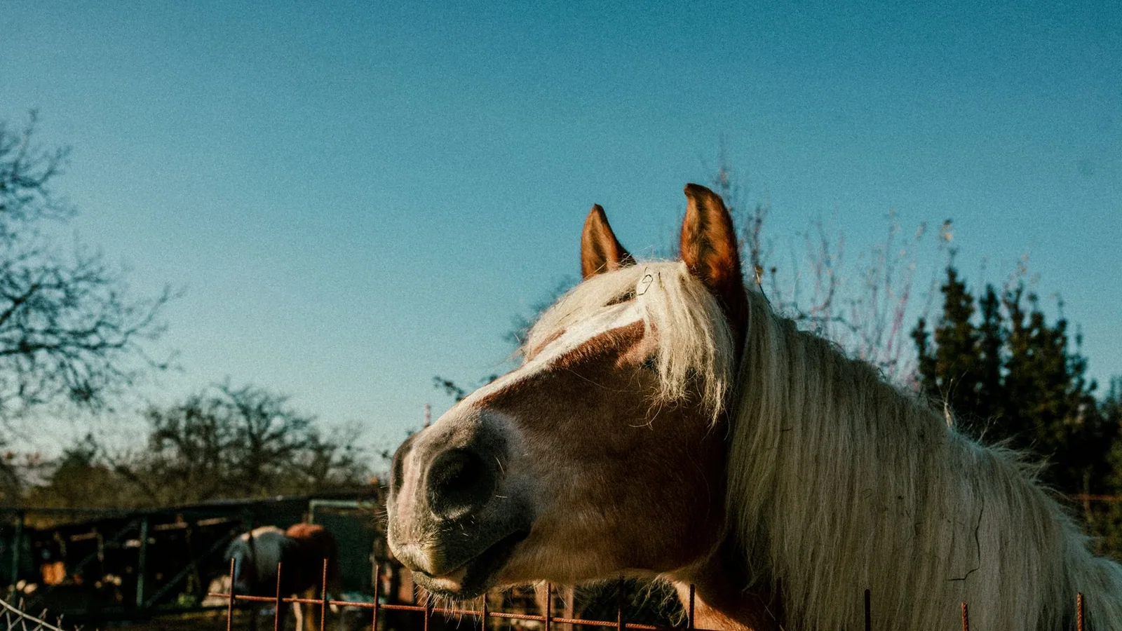 Horse Dental Care and Floating Teeth