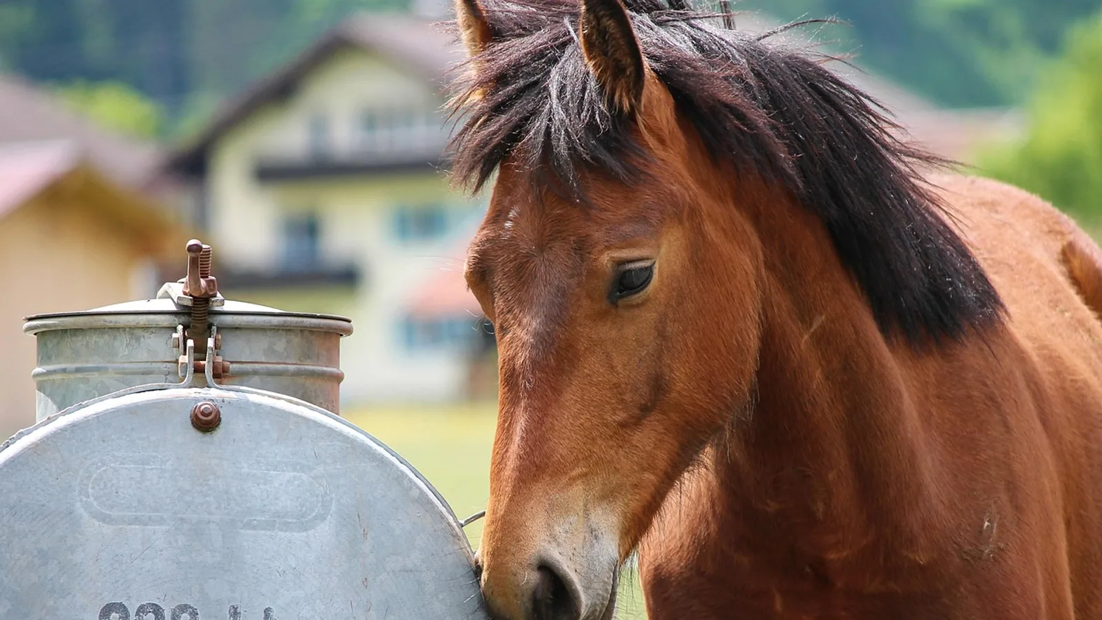 Can Horses Drink Beer? Risks and Safe Advice