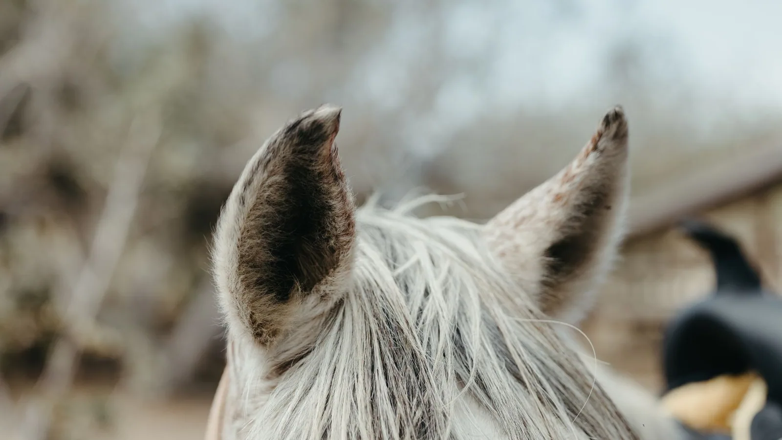 Close-up shot of a white horse's ears at a ranch in Mexico, showcasing texture and detail