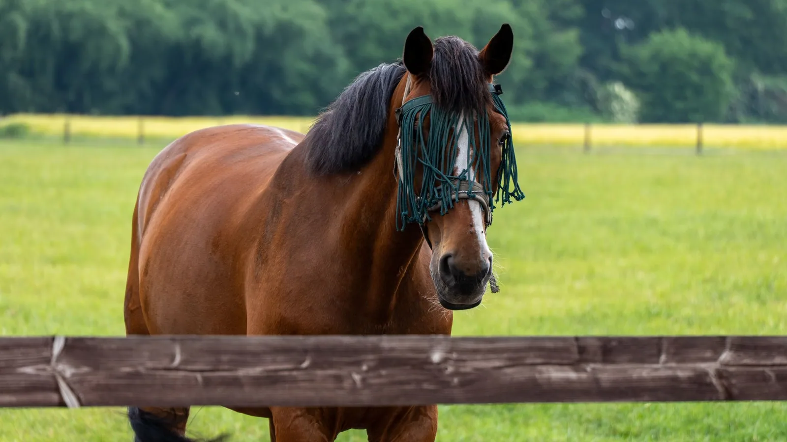 Horse Laminitis Early Signs
