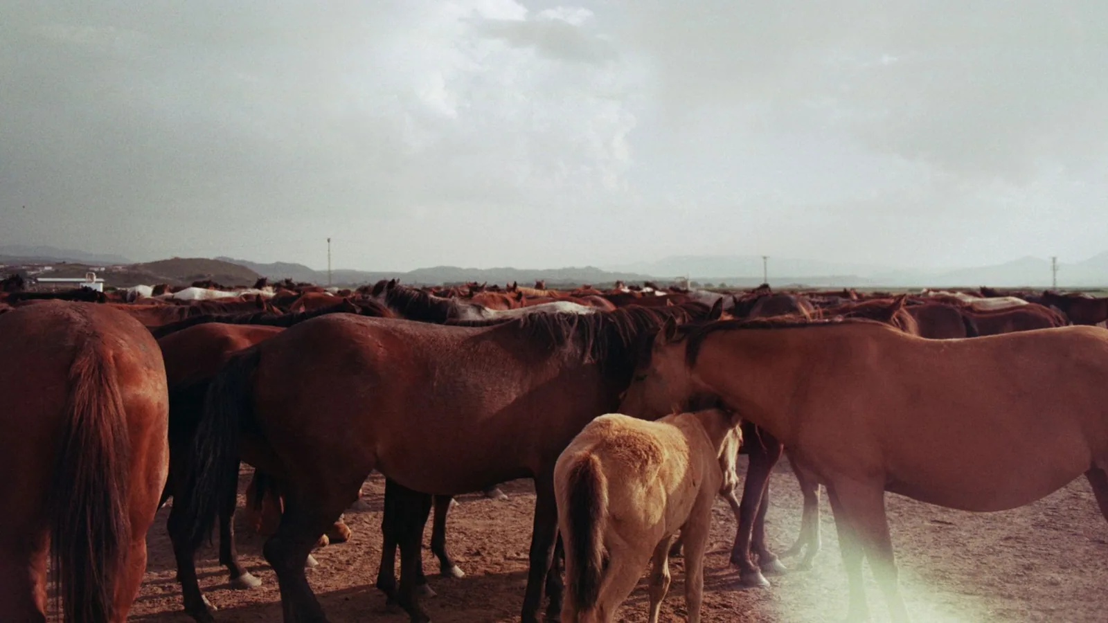 Common Horse Feeding Mistakes to Avoid