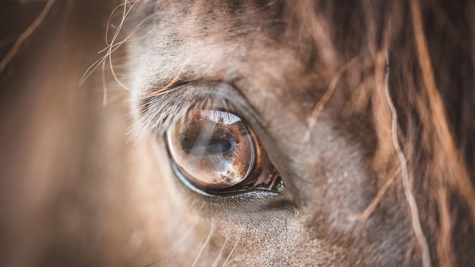 Equine Sarcoid: Types, Causes, and Treatment Options