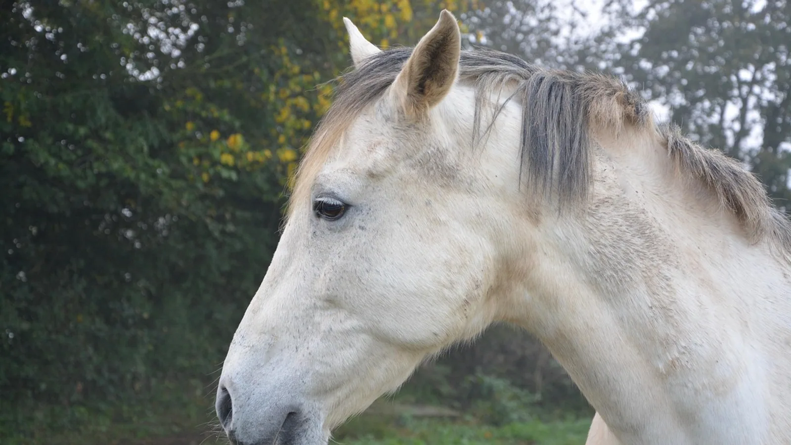 Horse Face Anatomy: Structures and Function