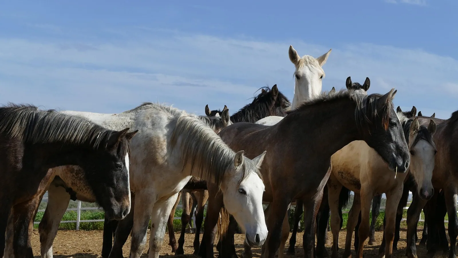 What Is a Group of Horses Called? Herds, Bands, and Horse Society