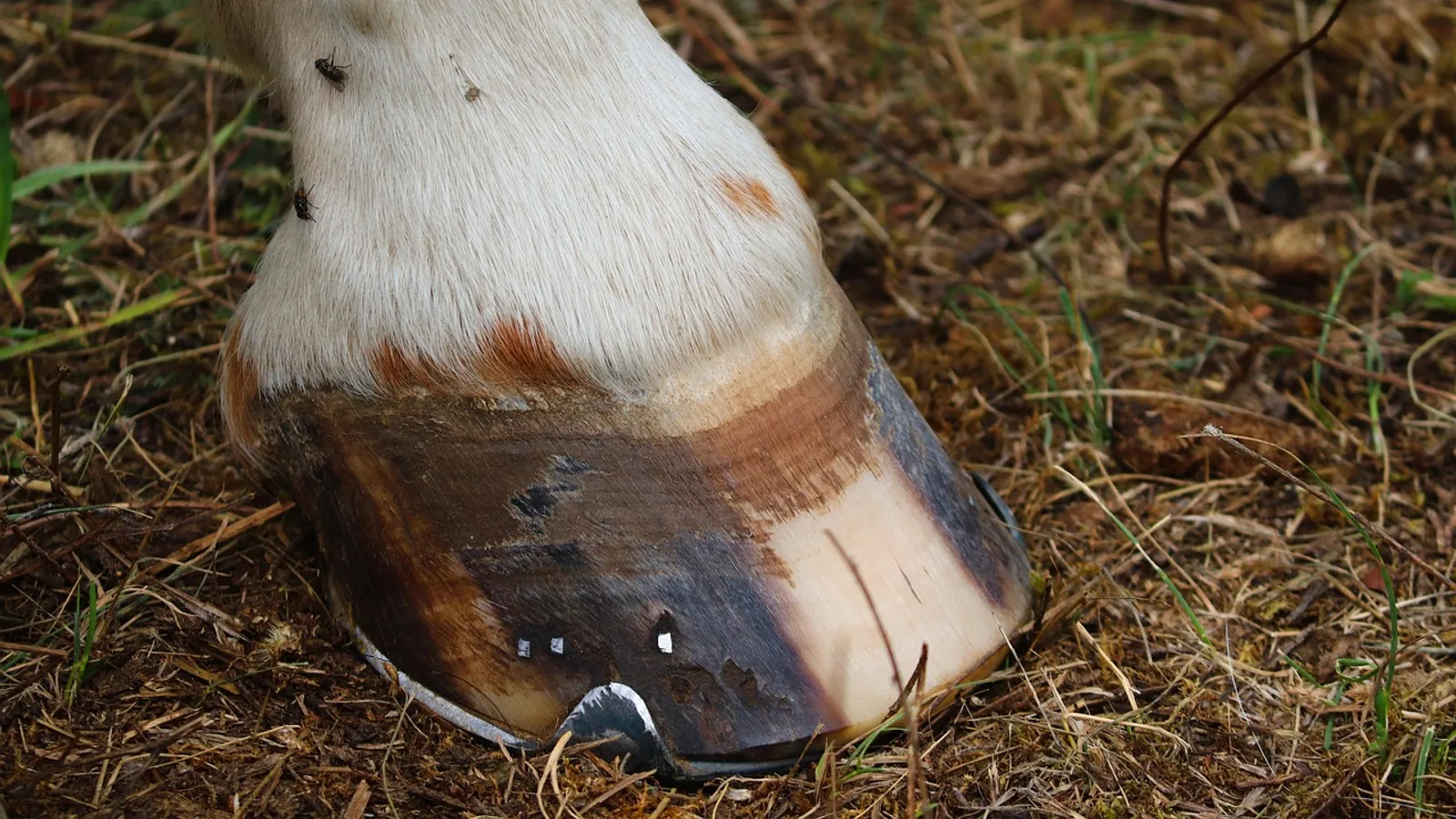Horse Hooves: Care, Trimming, and Disease Guide