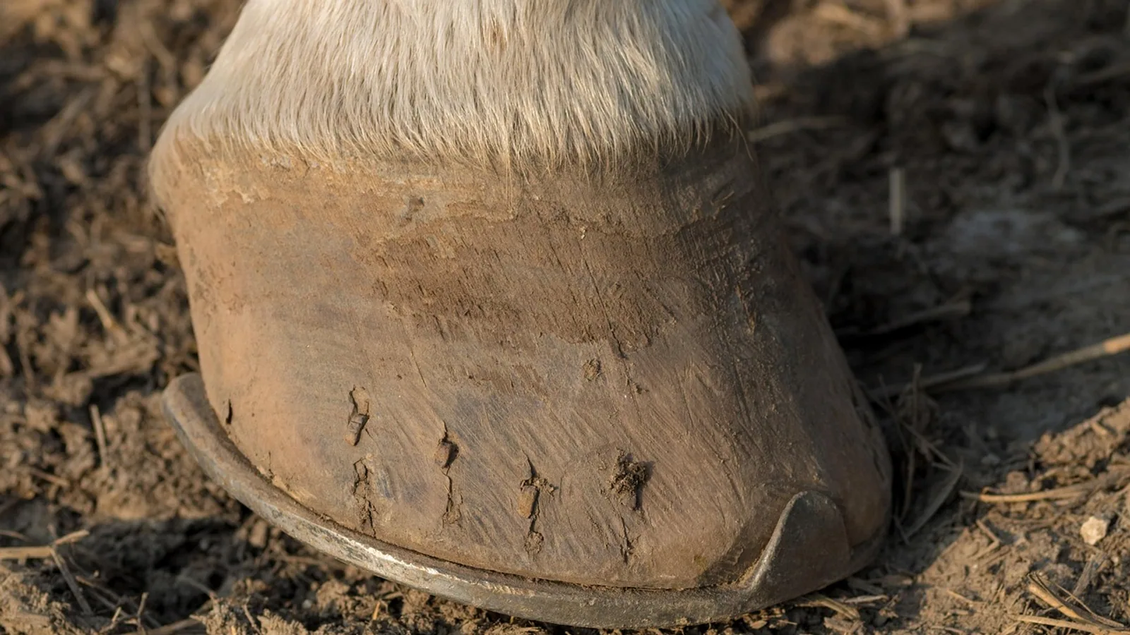 Why Horses Wear Horseshoes: Purpose and Care
