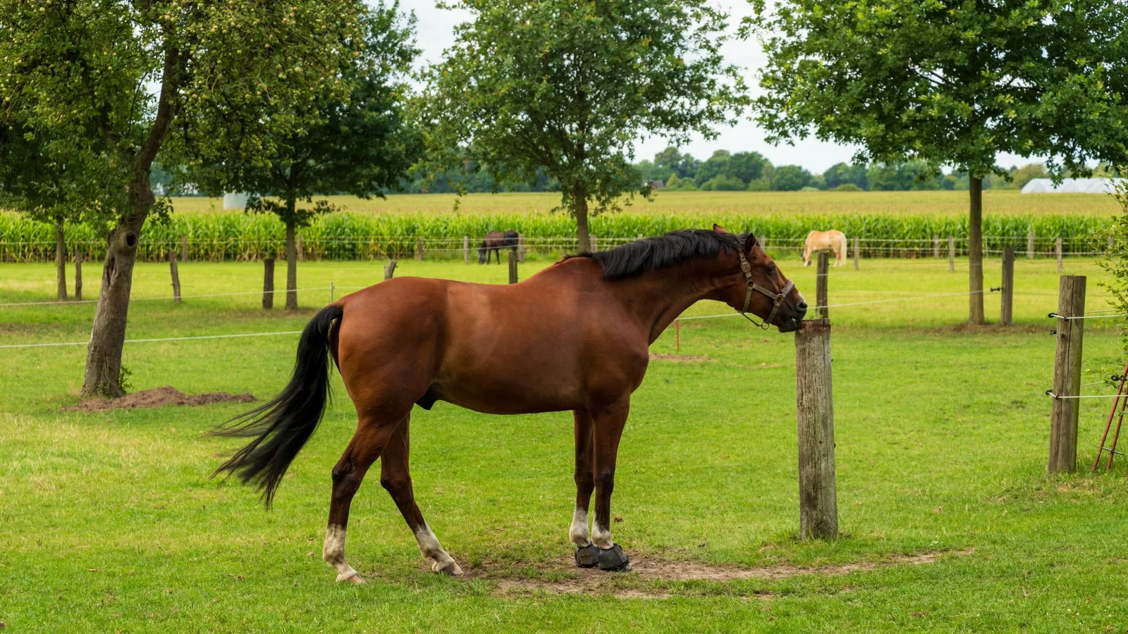 A calm brown horse standing in a green pasture with trees and a distant horse in the background
