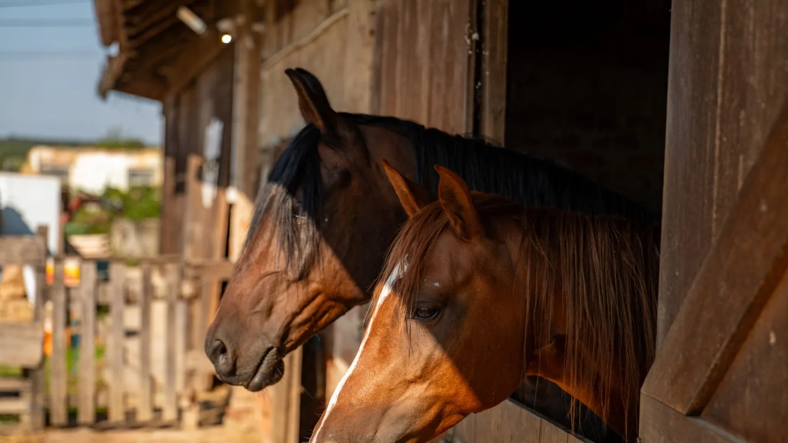 Horse Deworming and Parasite Control