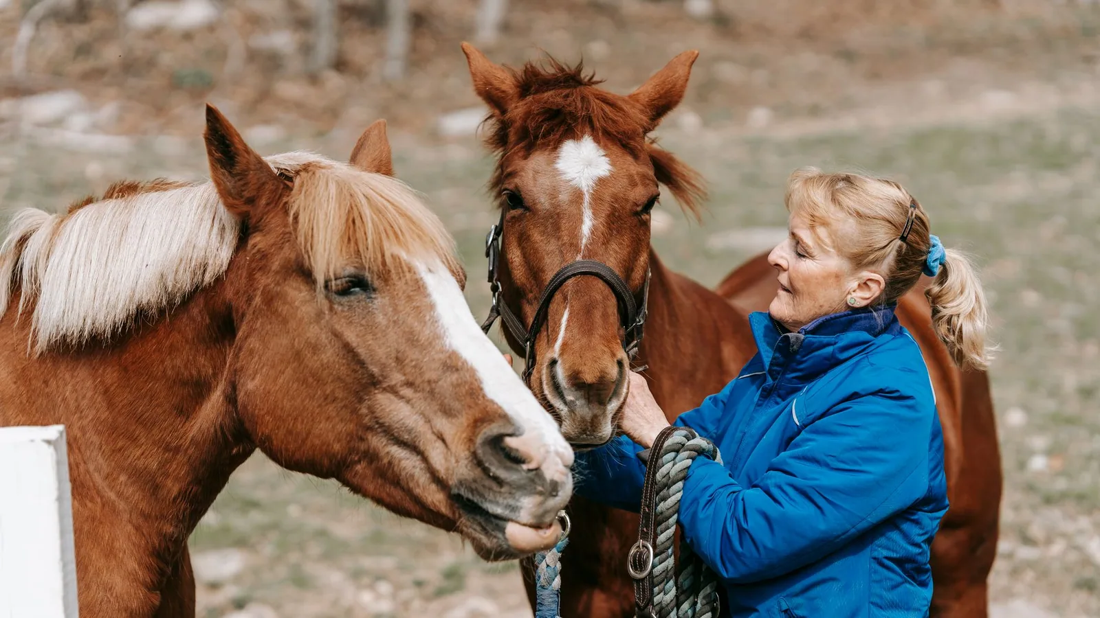 Horse Sweet Itch Management