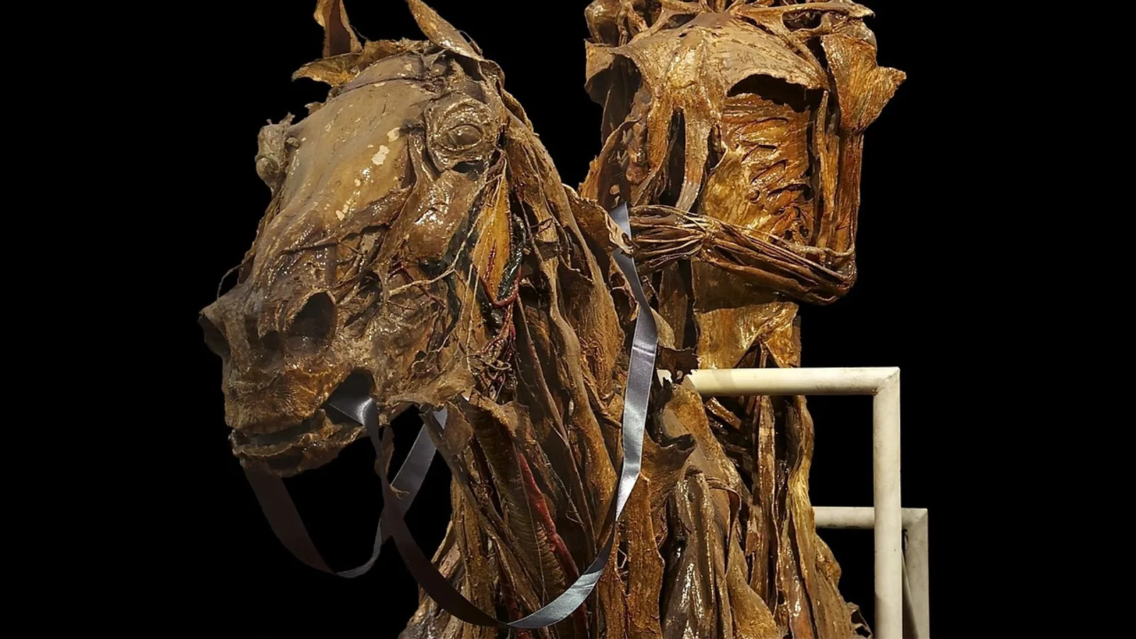 Skull of Horse: Anatomy and Landmarks