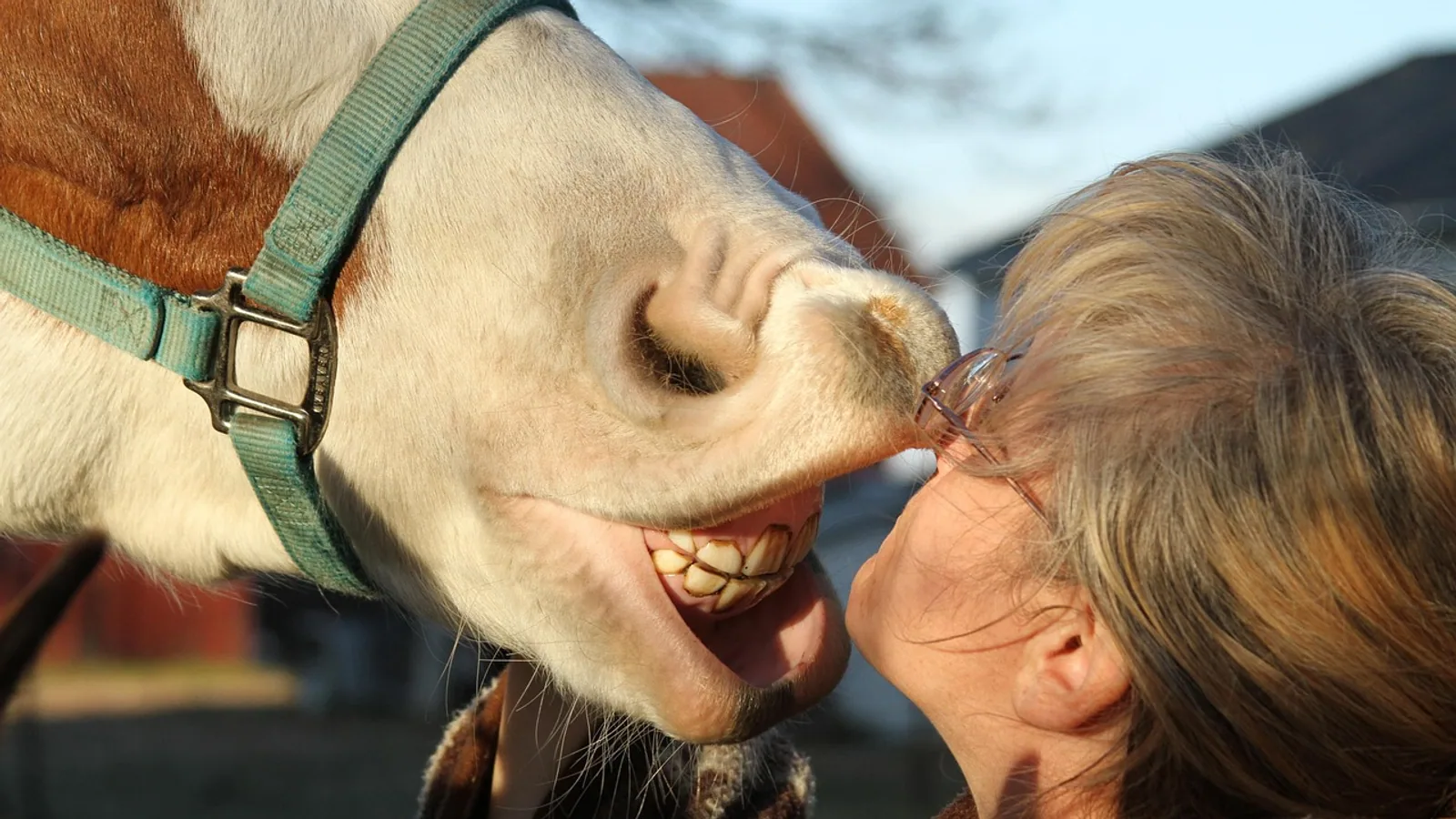 Horse Age: Human Years Chart, Lifespan, and Aging by Teeth