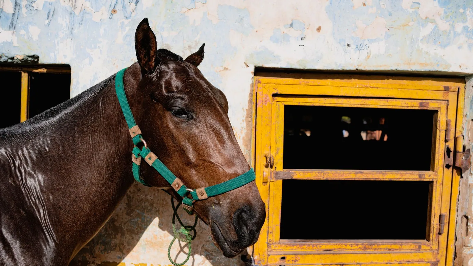 Colic in Horses: Signs, Causes, and Prevention