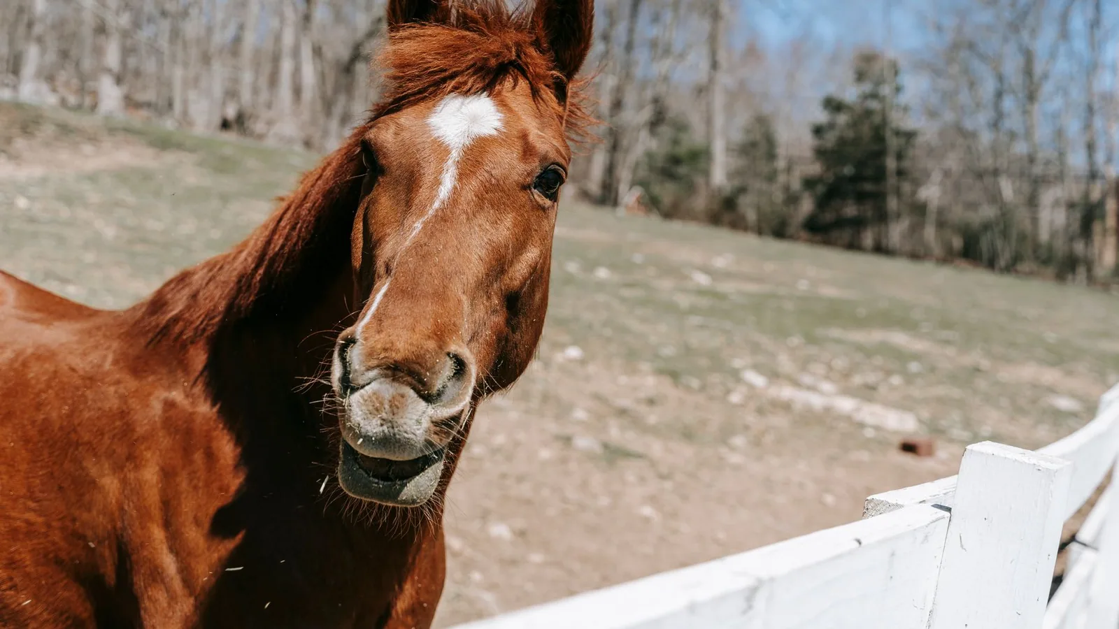 How to Choose a Horse Boarding Stable