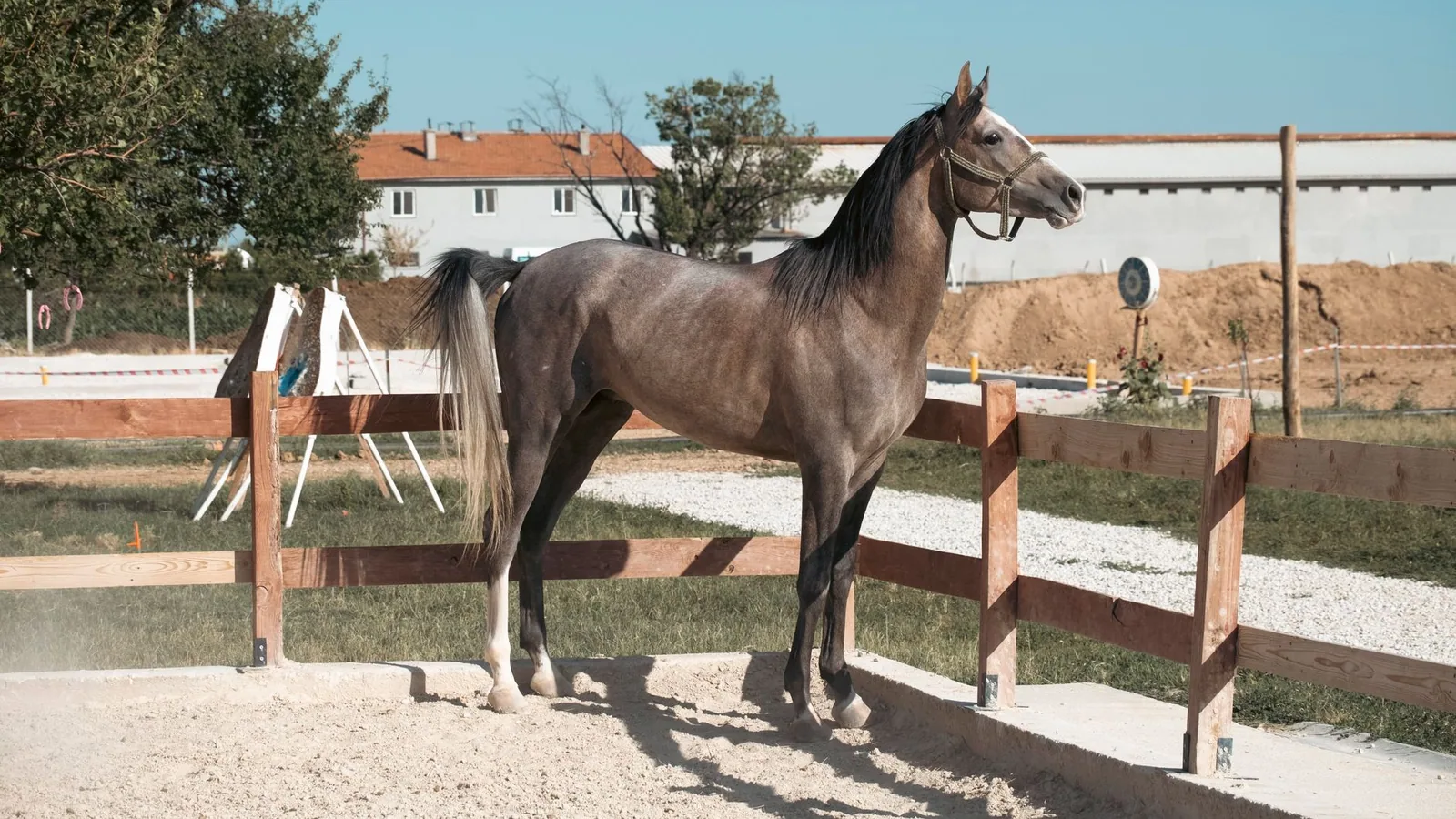 Arabian horse standing gracefully in a sunlit paddock on a Konya farm
