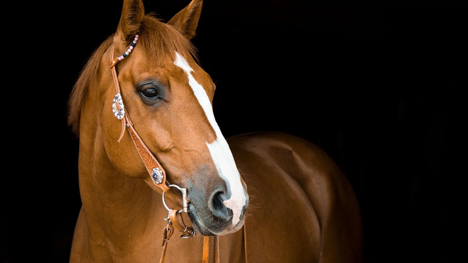 Wolf Teeth in Horses: Extraction and Management
