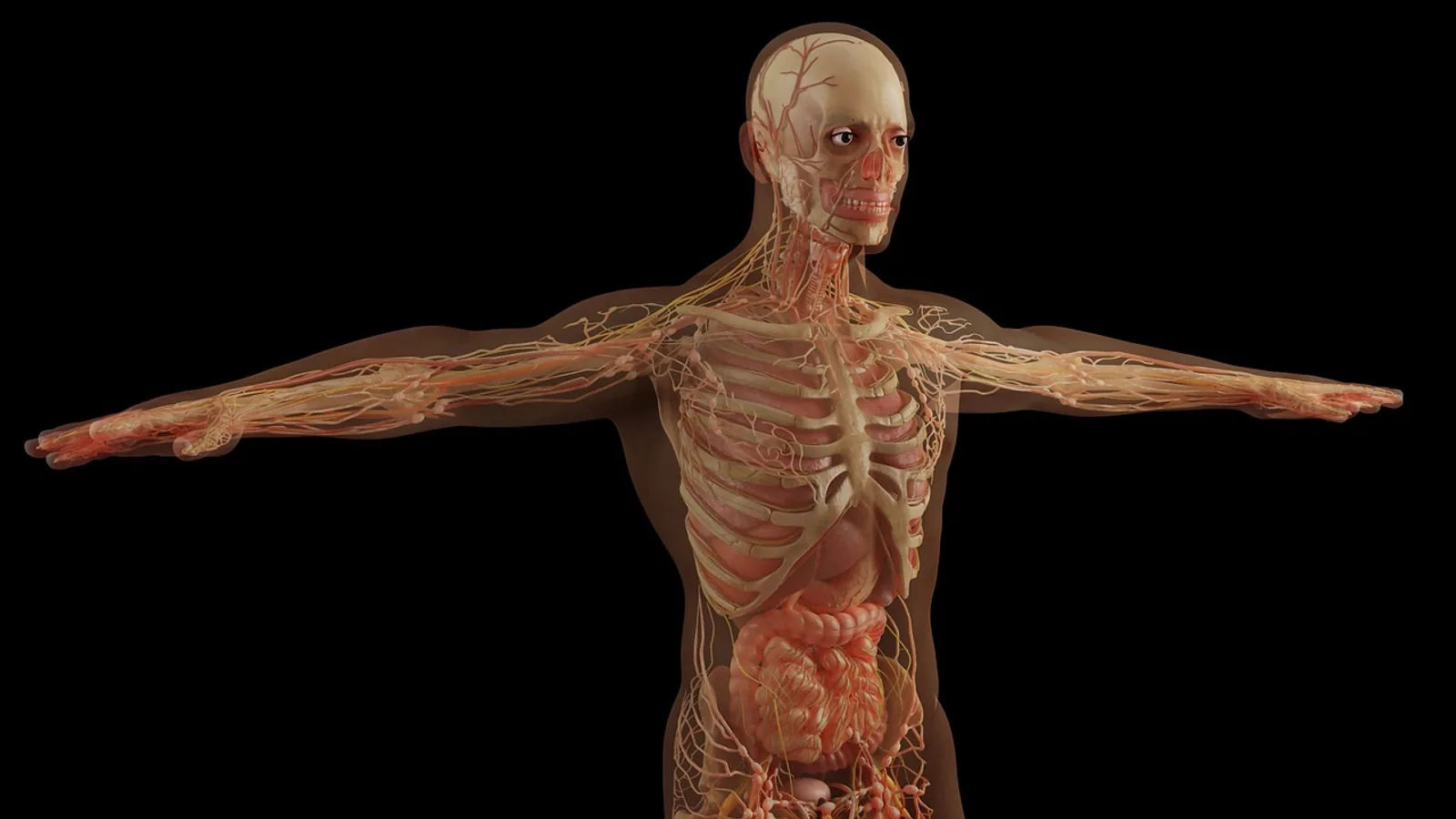 Splenius Capitis Muscle: Anatomy and Function