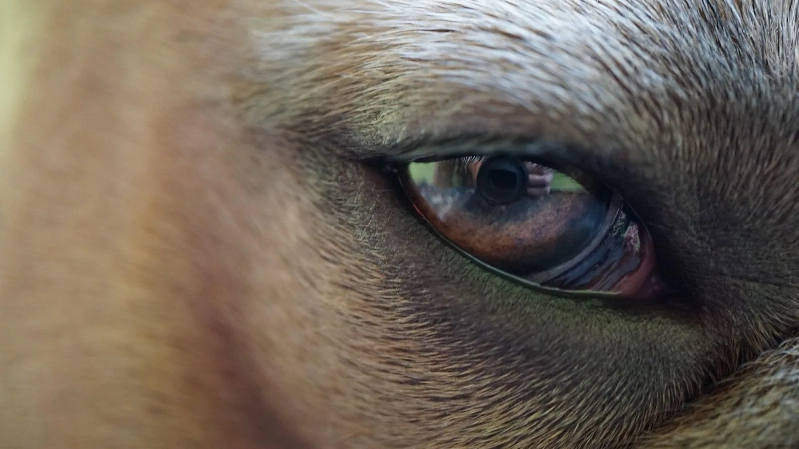 Lacrimal Gland: Anatomy and Tear Production
