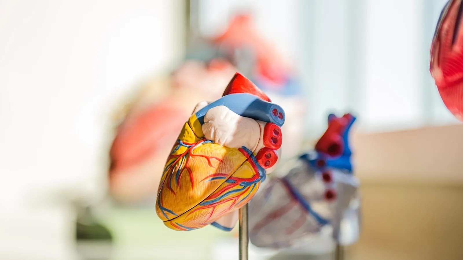 Label the Heart: Diagram and Anatomy Practice