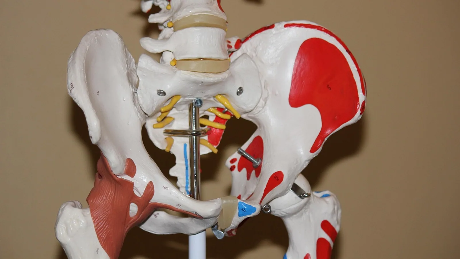 Compact Bone: Structure and Function Explained