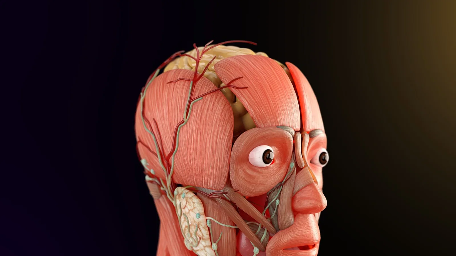 Somatic Nervous System: Structure and Function