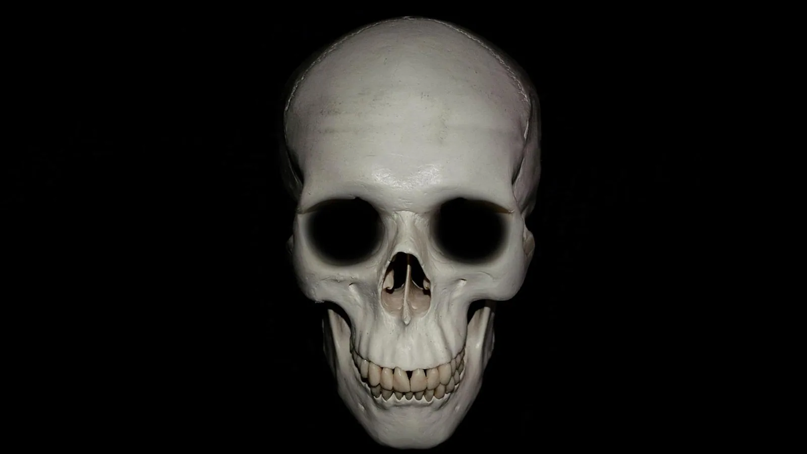 Head Anatomy: Bones, Muscles and Nerves Overview