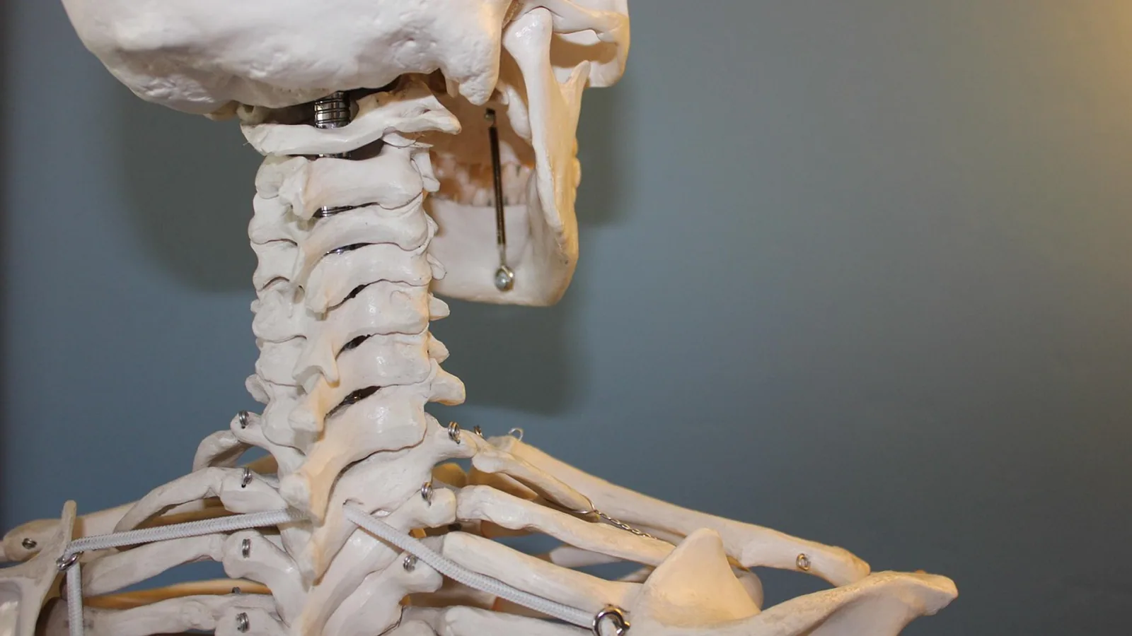 Jugular Notch: Suprasternal Landmark Anatomy