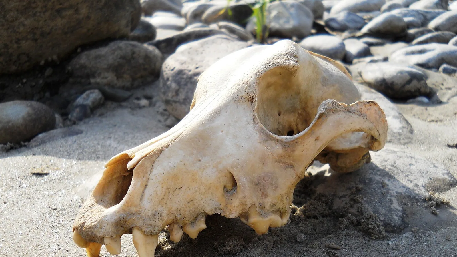 Lacrimal Bone: Anatomy and Location in the Skull