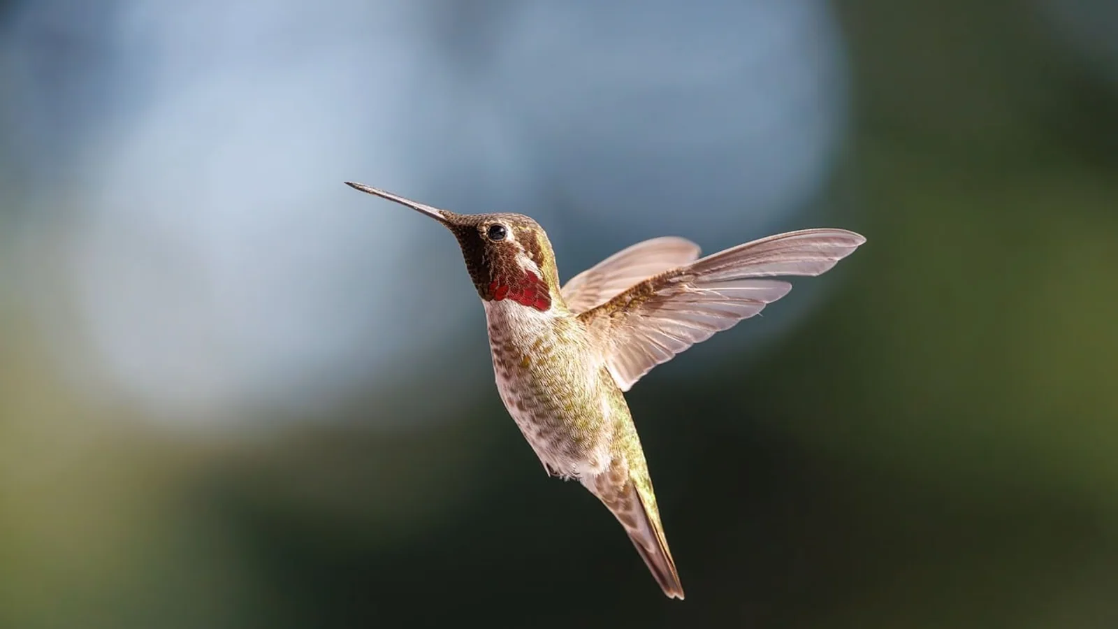 Chordata Phylum: Key Characteristics and Classes