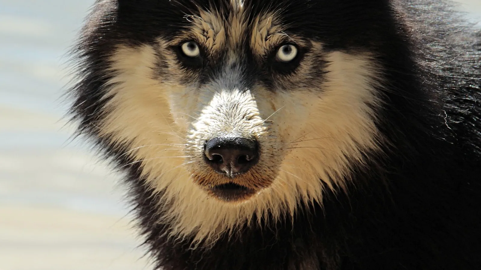 Melena: Blood in Stool in Pets