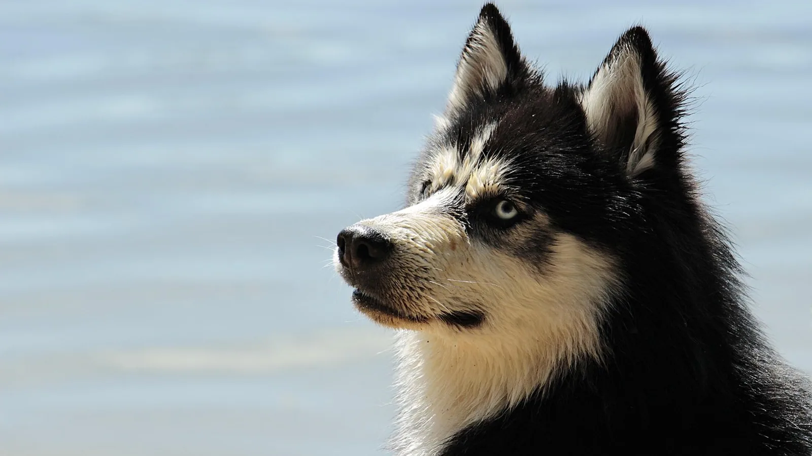 Dog Incontinence Drugs: Medication Options Compared