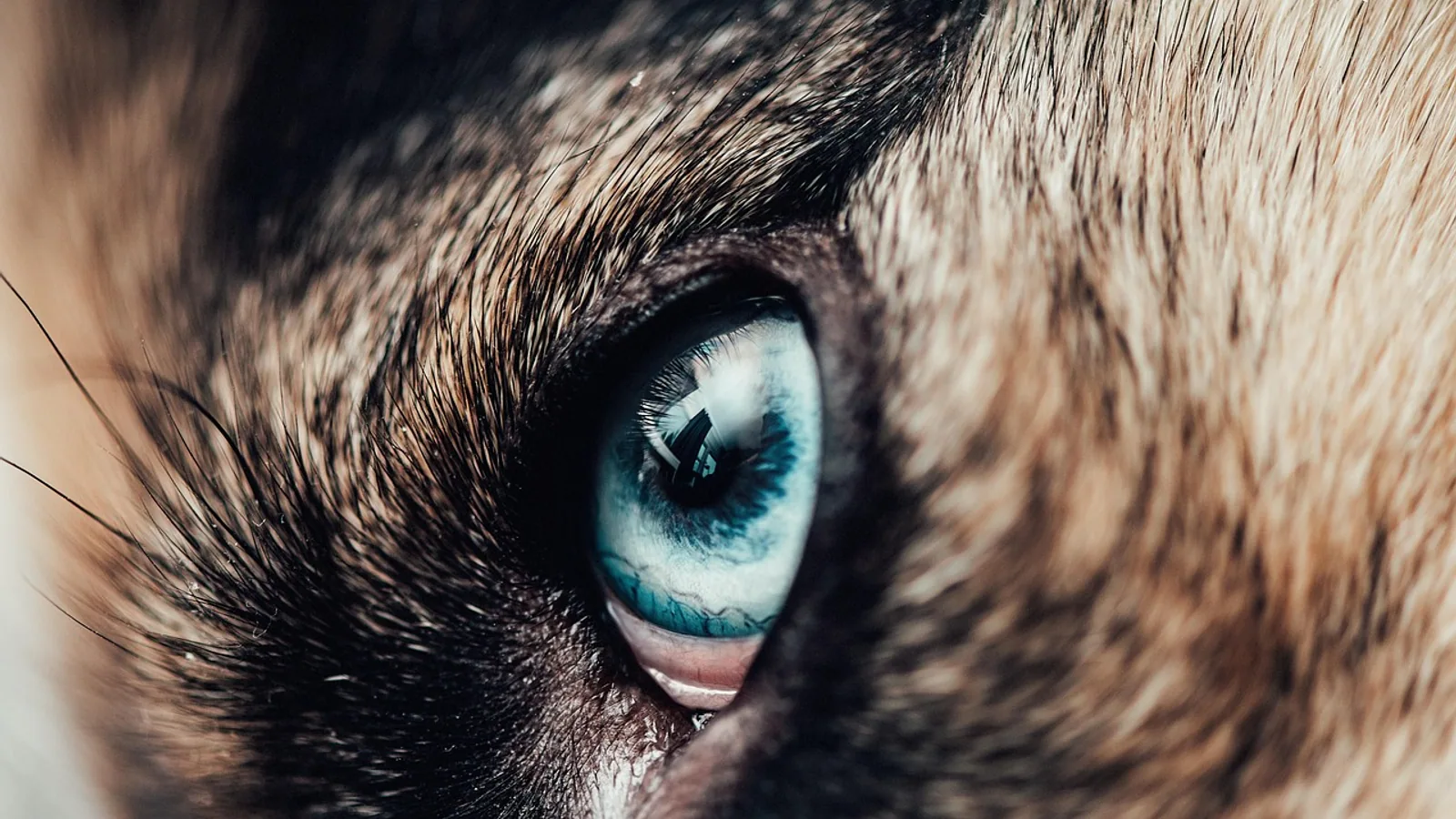 Can Dogs See Red? Dog Color Vision Explained