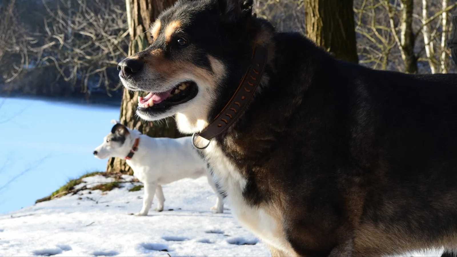 Golden Husky Mix: Golden Retriever Husky Traits