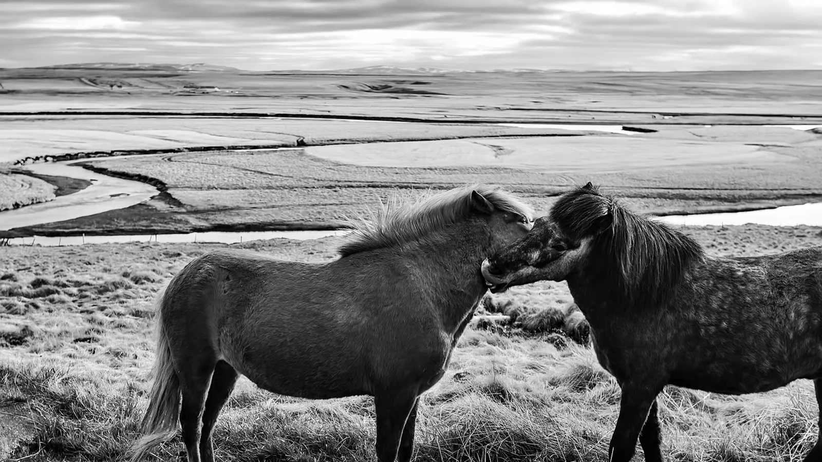 Why Horses Bite: Causes and Training Fixes
