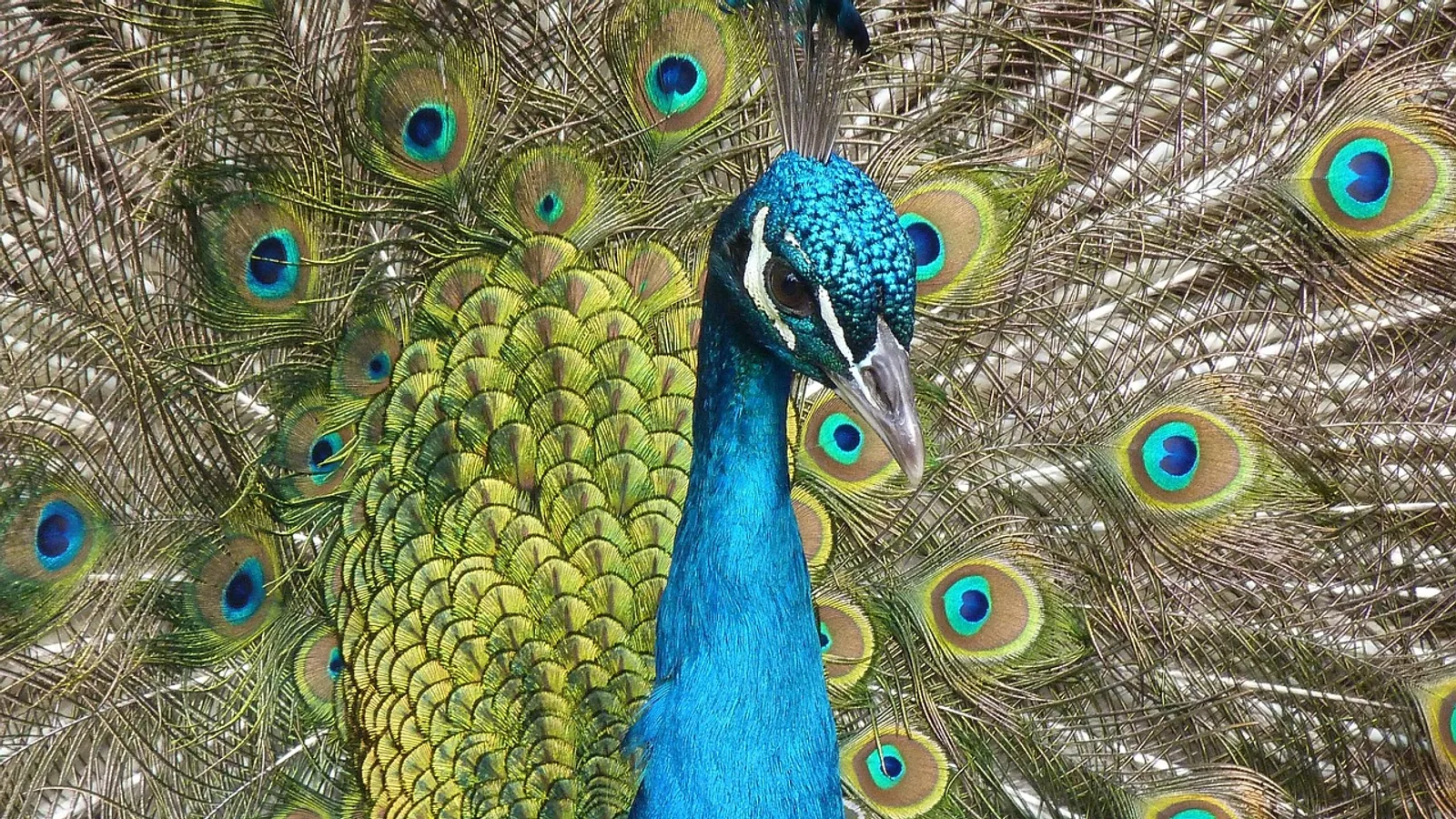Peafowl Prices: What Affects Cost and Care Needs