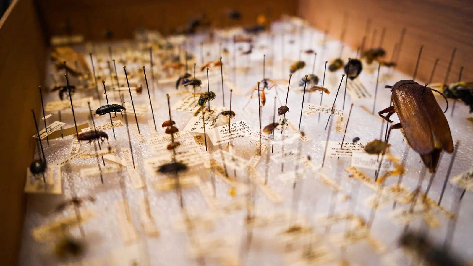 Structure of Bee Hives: How Bees Organize Their Home