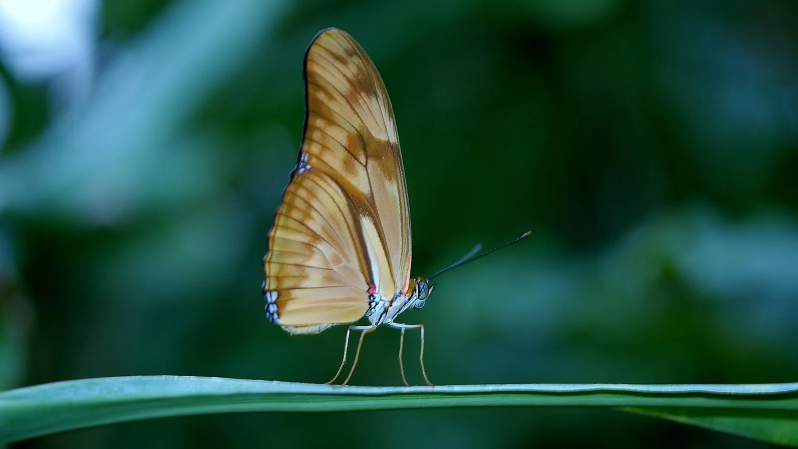 The Study of Ants: What Is Myrmecology?