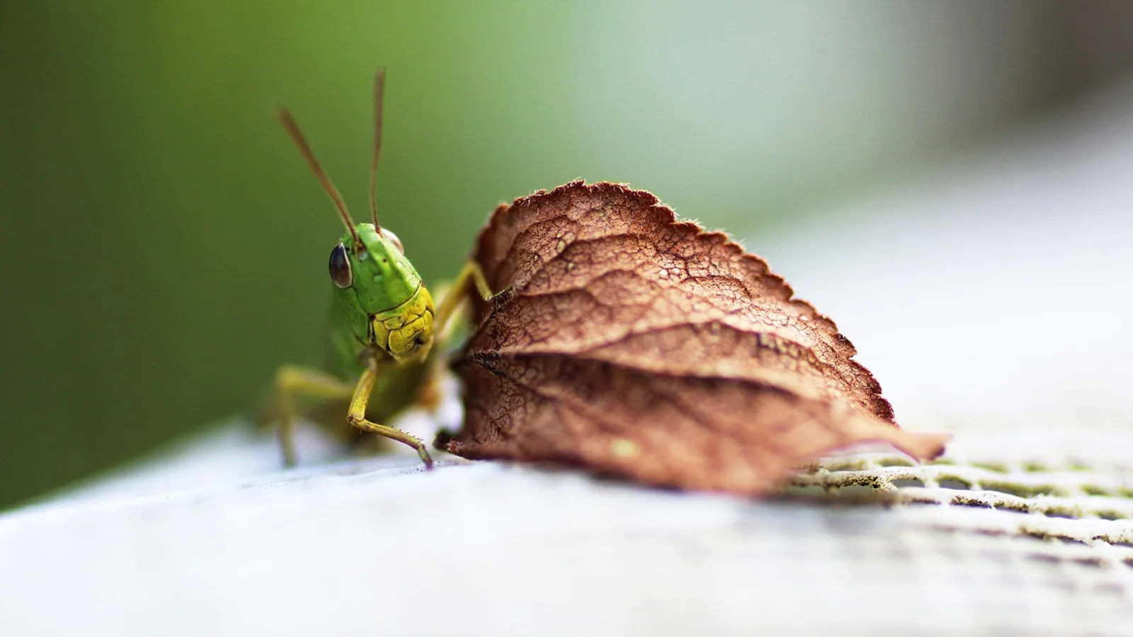 The Study of Bees: What Is Apiology?
