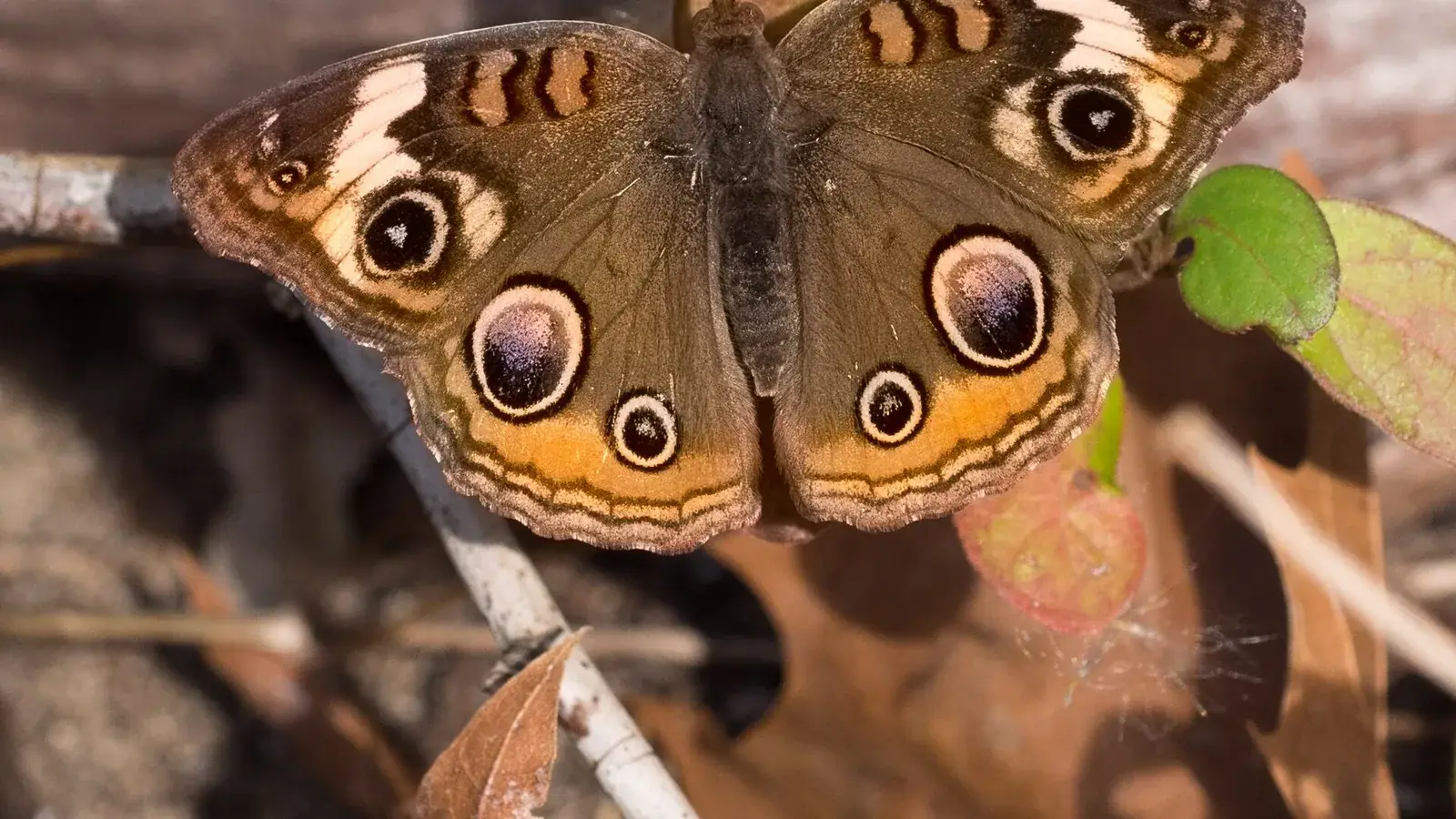 Types of Insect Antennae: A Visual Identification Guide