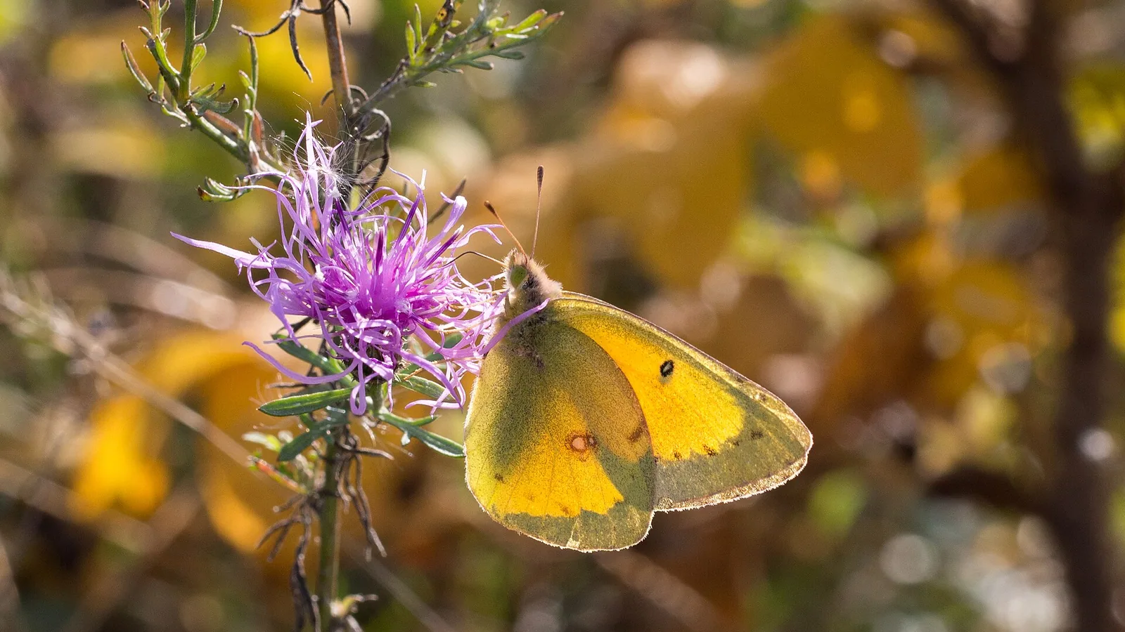 Types of Insect Eggs: An Identification Guide