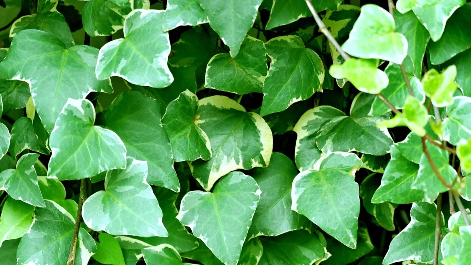 Botany Definition: The Study of Plants