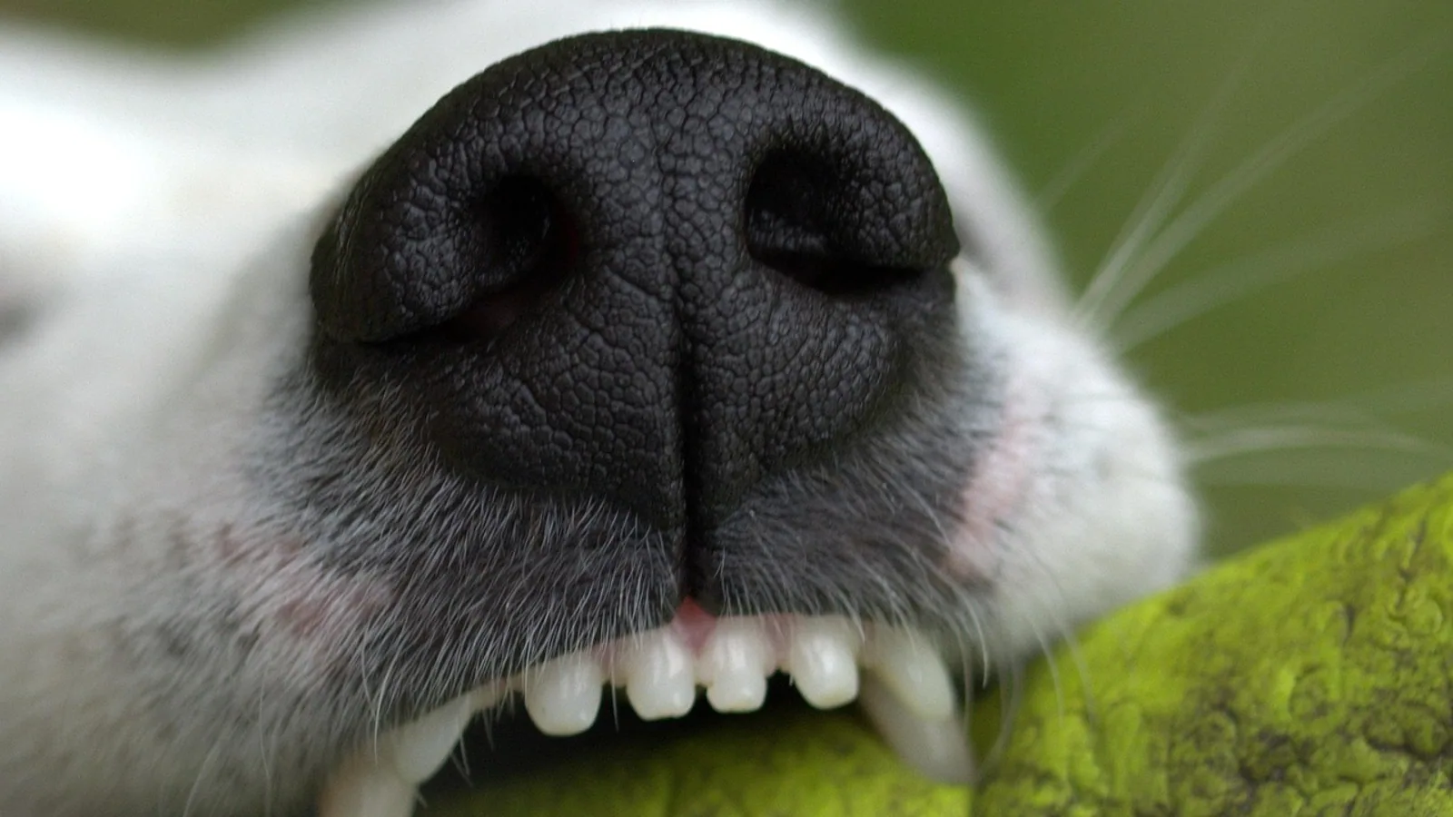 How Many Teeth Do Dogs Have? Dental Anatomy Guide