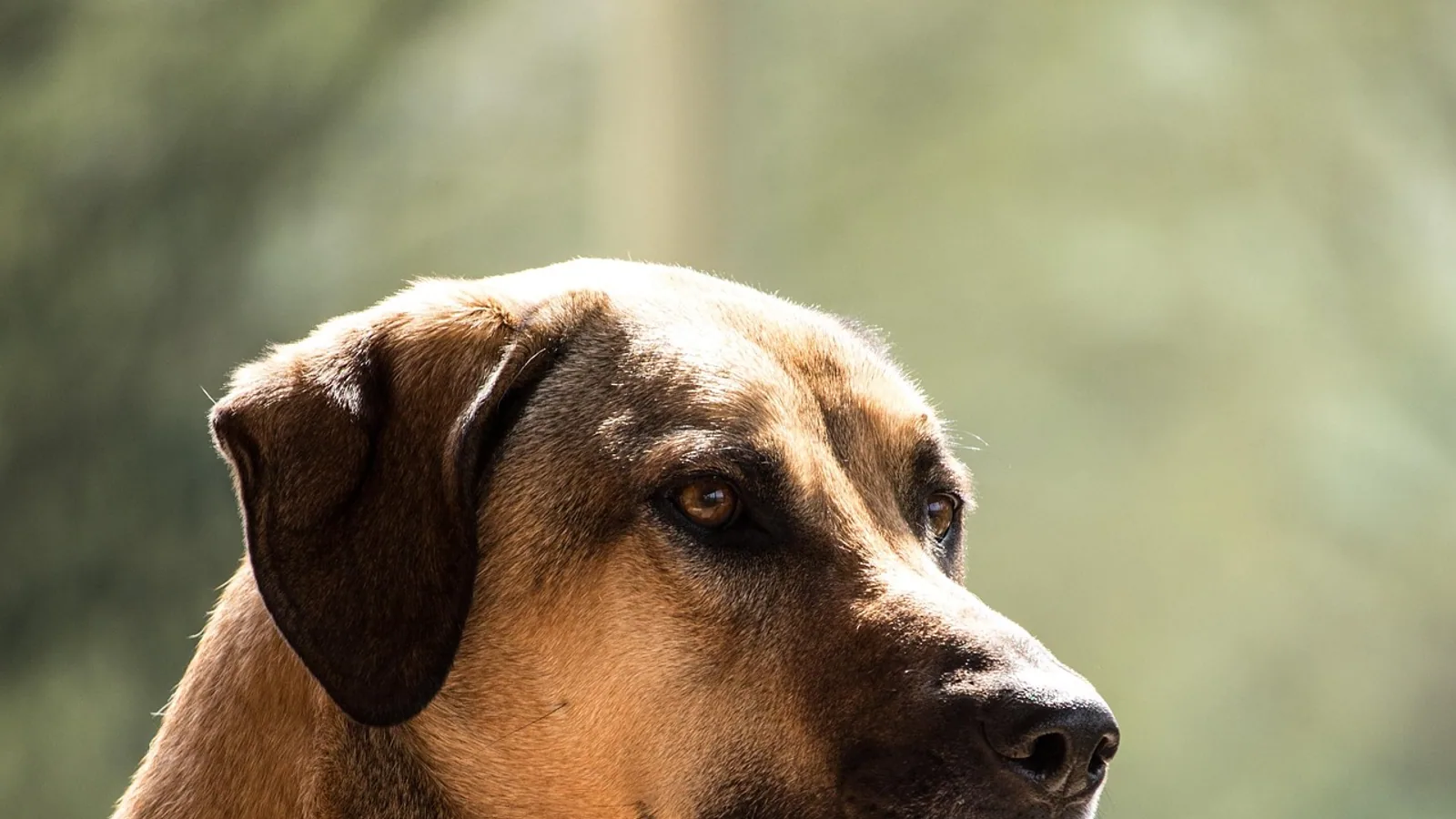 Kangal Dog: Size, Temperament, Bite Force Claims, and Care