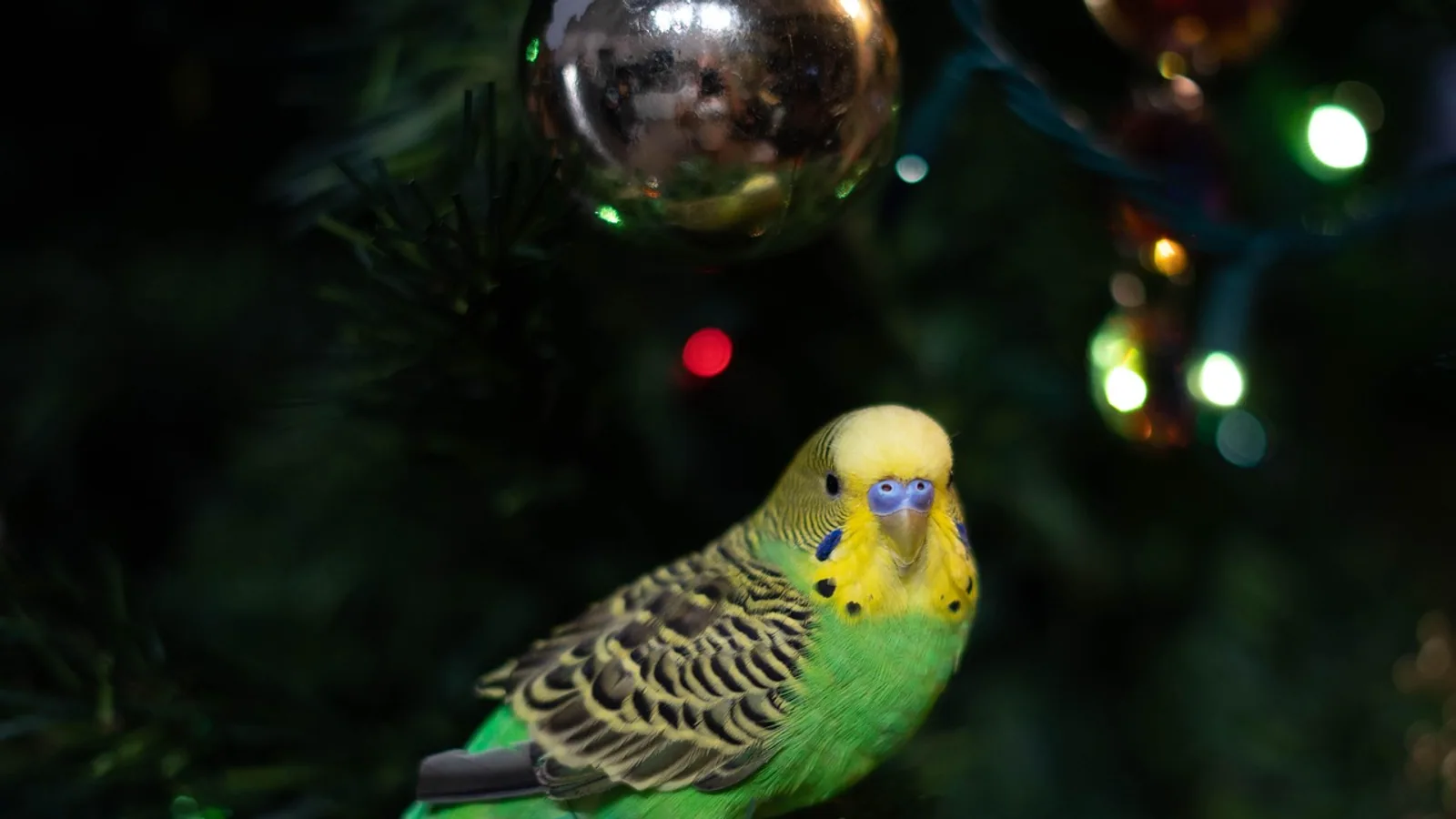 Cat at Christmas: Holiday Hazards and Safety Tips