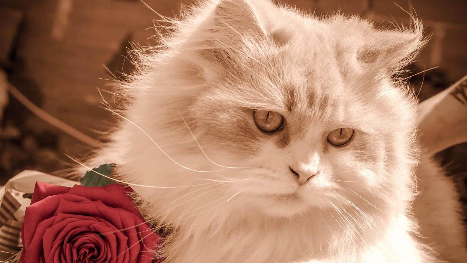 Are Roses Toxic to Cats? Pet Safety Guide