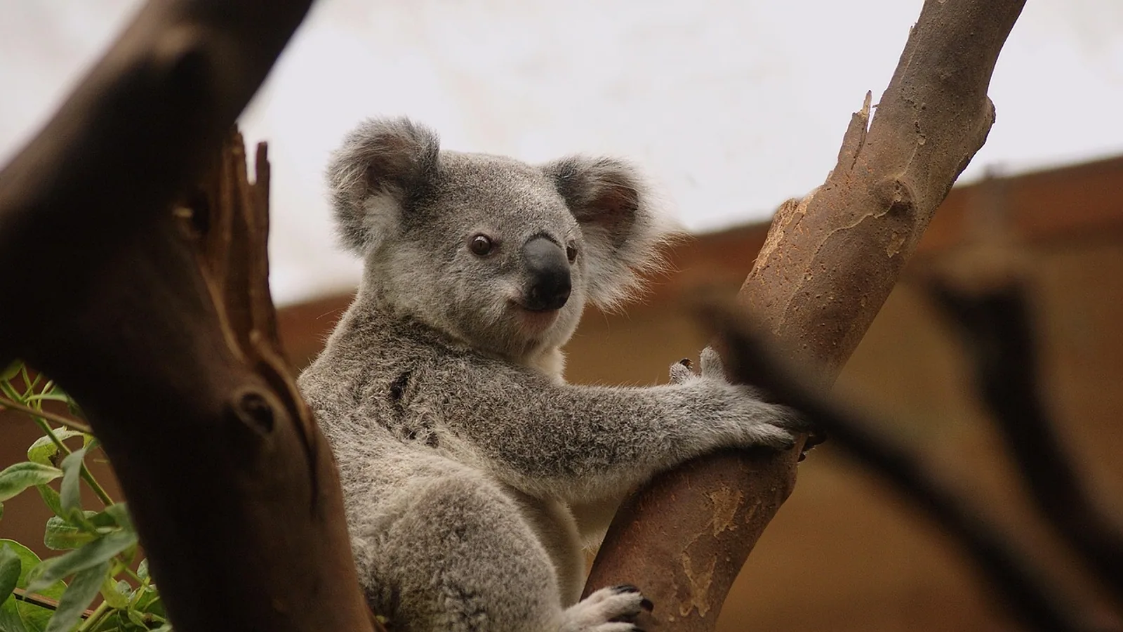 Do Koalas Get Chlamydia? Koala Chlamydia Explained