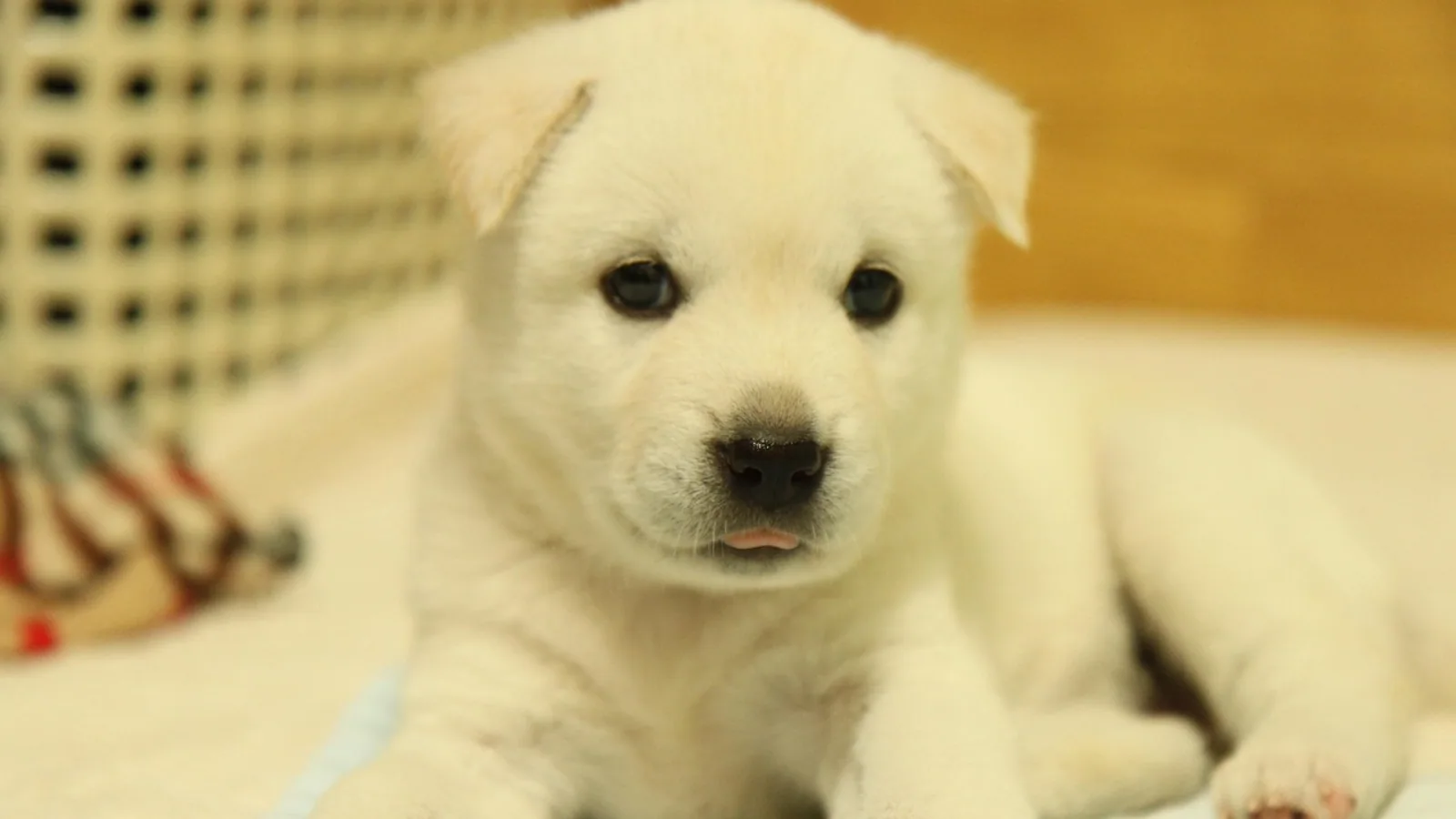 Korean Jindo Dog: Breed Traits and Health