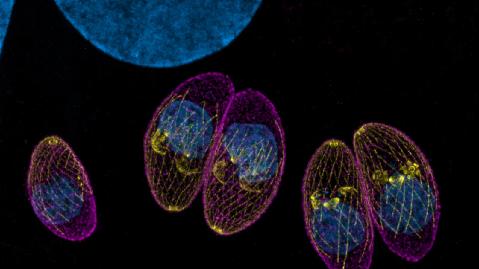Image of five Toxoplasma gondii parasites (tachyzoites) in a human foreskin fibroblast, obtained using ultrastructure expansion microscopy