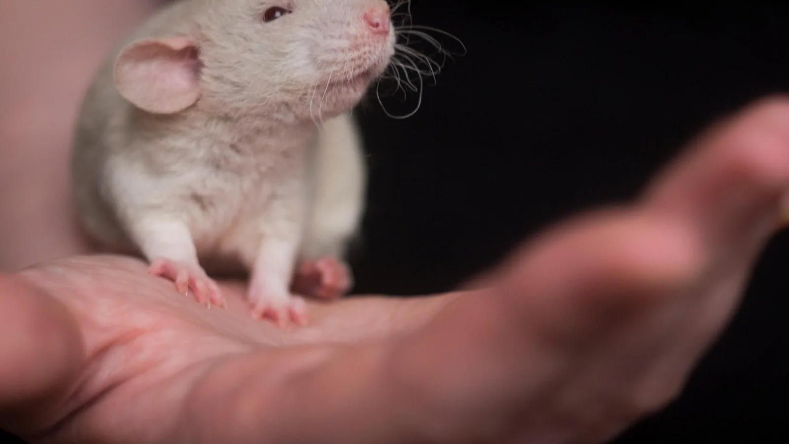 NOD-Like Receptors: Innate Immunity Explained